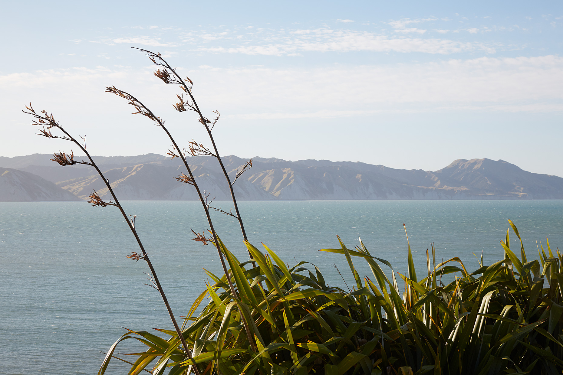 Flax bushes in flower, Mahia, New Zealand, 2020